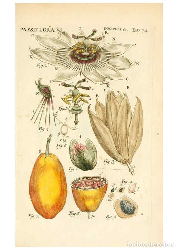 Collezionismo di Riviste e Giornali: Reproducci&oacute;n/Reproduction 6059668378: Illustratio systematis sexualis Linnaeani Francofurti ad Moenu