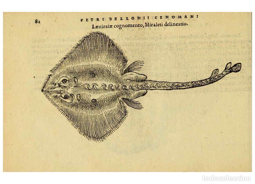 Collezionismo di Riviste e Giornali: Reproducci&oacute;n/Reproduction 6418684183: Petri Bellonii Cenomani De aquatilibus, libri duo cum [epsilon