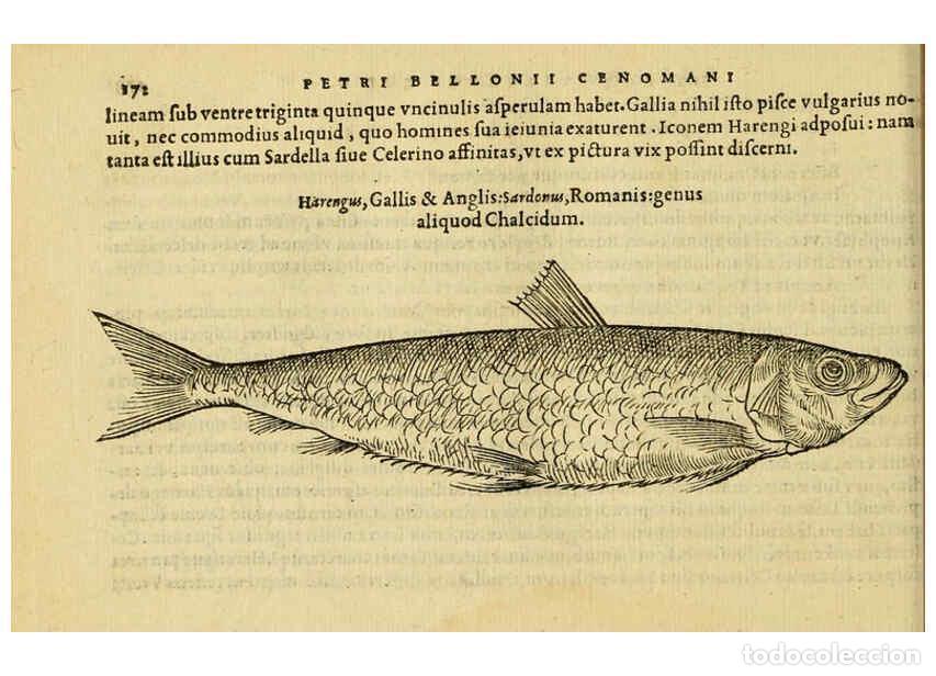Collezionismo di Riviste e Giornali: Reproducci&oacute;n/Reproduction 6418699295: Petri Bellonii Cenomani De aquatilibus, libri duo cum [epsilon