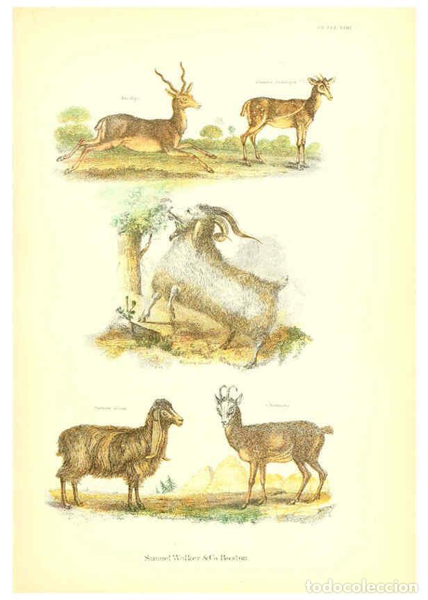 Collezionismo di Riviste e Giornali: Reproducci&oacute;n/Reproduction 6069516118: The living world. v.1. Boston :Samuel Walker & Co.,1868-1870,