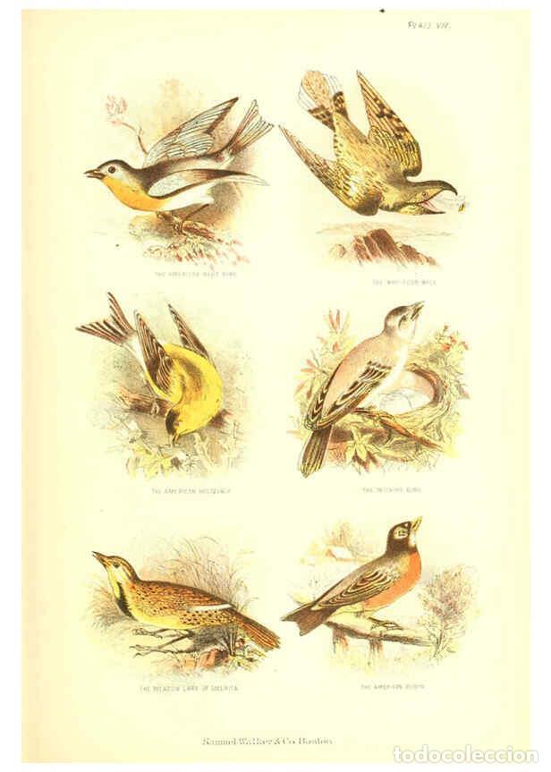 Collezionismo di Riviste e Giornali: Reproducci&oacute;n/Reproduction 6069518512: The living world. v.1. Boston :Samuel Walker & Co.,1868-1870,