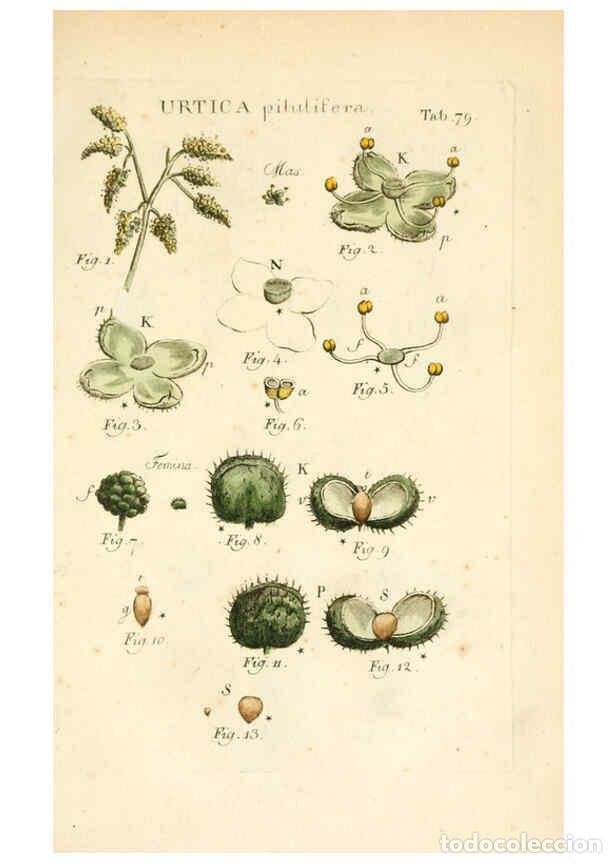 Collezionismo di Riviste e Giornali: Reproducci&oacute;n/Reproduction 6059121769: Illustratio systematis sexualis Linnaeani Francofurti ad Moenu