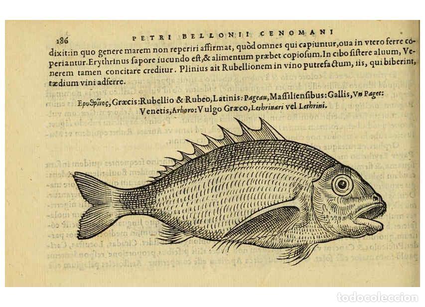 Collezionismo di Riviste e Giornali: Reproducci&oacute;n/Reproduction 6418701315: Petri Bellonii Cenomani De aquatilibus, libri duo cum [epsilon