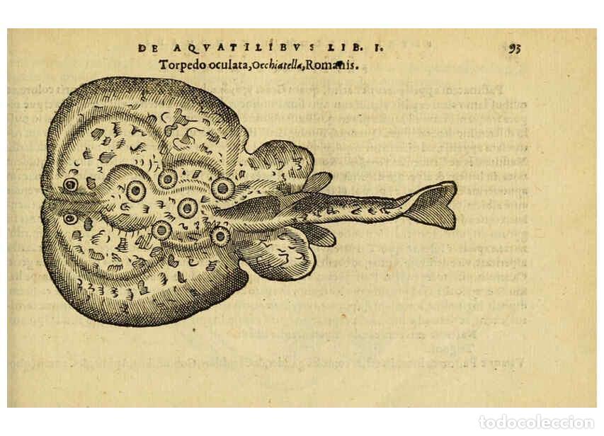 Collezionismo di Riviste e Giornali: Reproducci&oacute;n/Reproduction 6418686395: Petri Bellonii Cenomani De aquatilibus, libri duo cum [epsilon