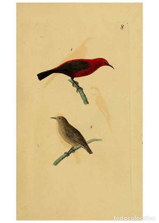 Collezionismo di Riviste e Giornali: Reproducci&oacute;n/Reproduction 6069767844: Kupfertafeln zur Naturgeschichte der V&ouml;gel Frankfurt am Main :