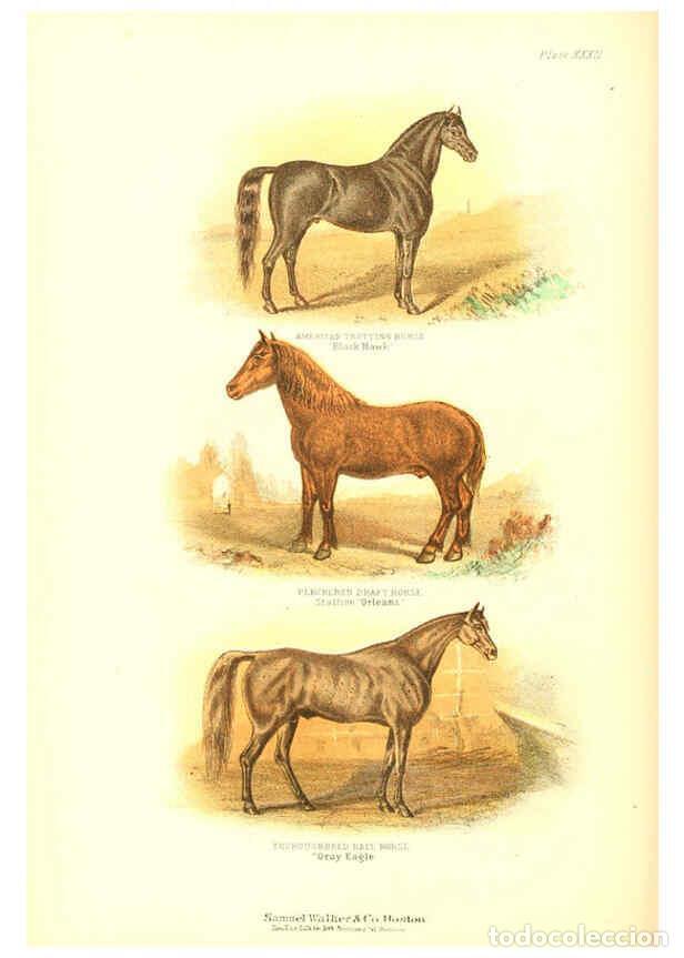 Collezionismo di Riviste e Giornali: Reproducci&oacute;n/Reproduction 6069517492: The living world. v.1. Boston :Samuel Walker & Co.,1868-1870,