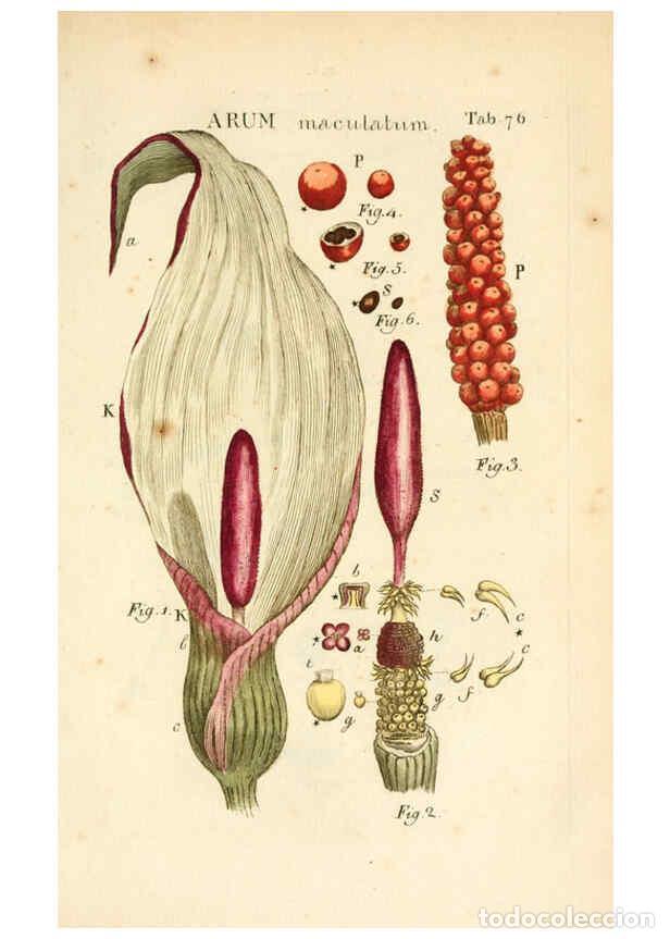 Collezionismo di Riviste e Giornali: Reproducci&oacute;n/Reproduction 6059668736: Illustratio systematis sexualis Linnaeani Francofurti ad Moenu