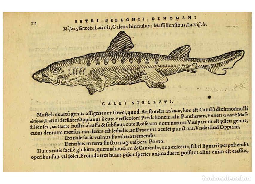 Collection Magazines and Newspapers: Reproducci&oacute;n/Reproduction 6418681893: Petri Bellonii Cenomani De aquatilibus, libri duo cum [epsilon