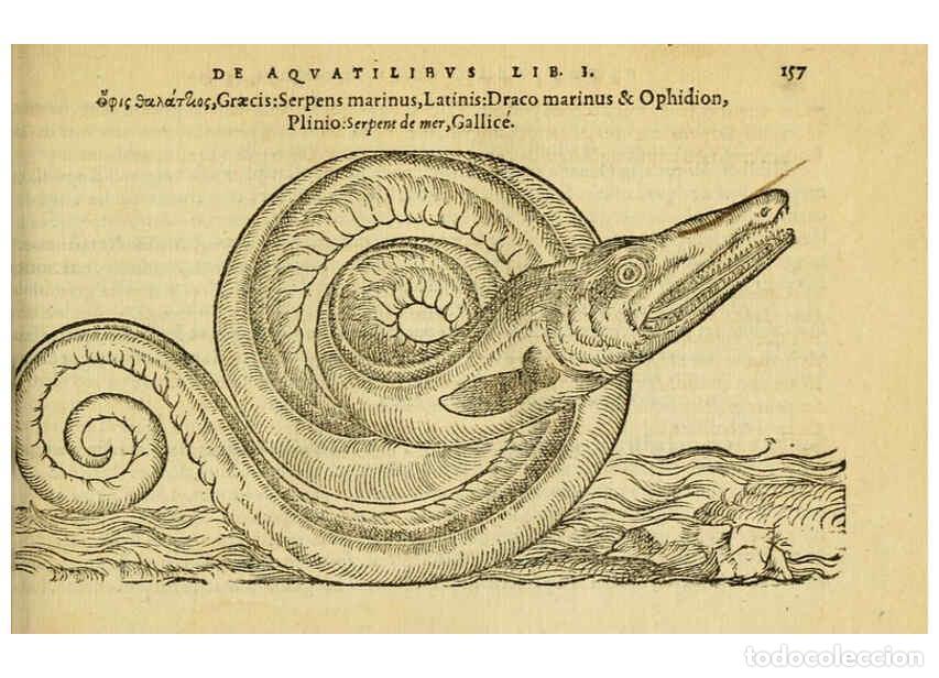 Collection Magazines and Newspapers: Reproducci&oacute;n/Reproduction 6418697153: Petri Bellonii Cenomani De aquatilibus, libri duo cum [epsilon