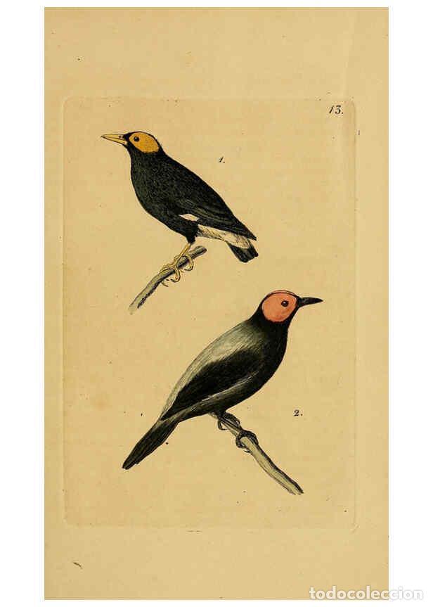 Collection Magazines and Newspapers: Reproducci&oacute;n/Reproduction 6069770328: Kupfertafeln zur Naturgeschichte der V&ouml;gel Frankfurt am Main :