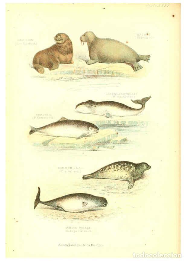 Collection Magazines and Newspapers: Reproducci&oacute;n/Reproduction 6068968913: The living world. v.1. Boston :Samuel Walker & Co.,1868-1870,