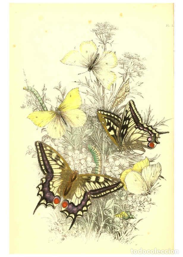 Collection Magazines and Newspapers: Reproducci&oacute;n/Reproduction 6069020903: The genera and species of British butterflies London :T.J. All