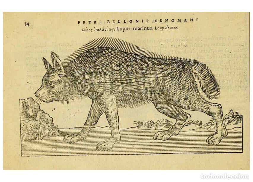 Collection Magazines and Newspapers: Reproducci&oacute;n/Reproduction 6418674477: Petri Bellonii Cenomani De aquatilibus, libri duo cum [epsilon