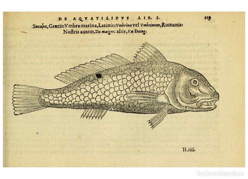 Collection Magazines and Newspapers: Reproducci&oacute;n/Reproduction 6418690083: Petri Bellonii Cenomani De aquatilibus, libri duo cum [epsilon