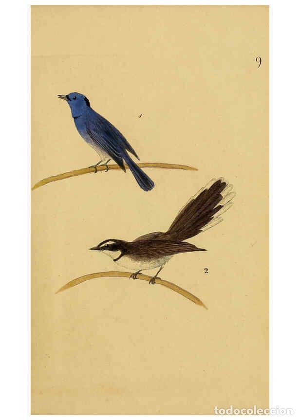 Collection Magazines and Newspapers: Reproducci&oacute;n/Reproduction 6069768318: Kupfertafeln zur Naturgeschichte der V&ouml;gel Frankfurt am Main :