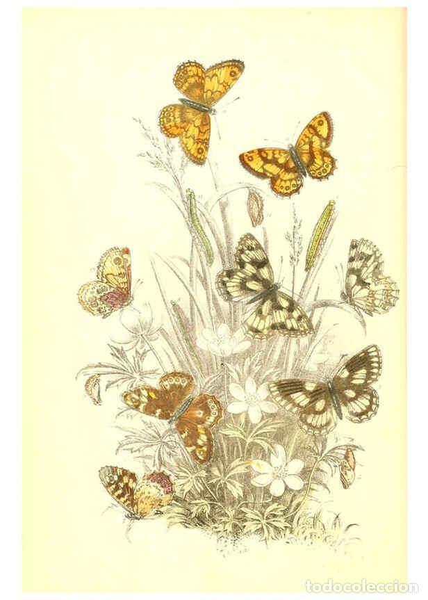 Collection Magazines and Newspapers: Reproducci&oacute;n/Reproduction 6069569876: The genera and species of British butterflies London :T.J. All