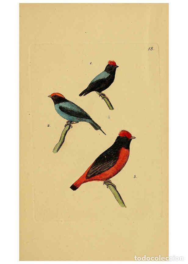 Collection Magazines and Newspapers: Reproducci&oacute;n/Reproduction 6069225591: Kupfertafeln zur Naturgeschichte der V&ouml;gel Frankfurt am Main :