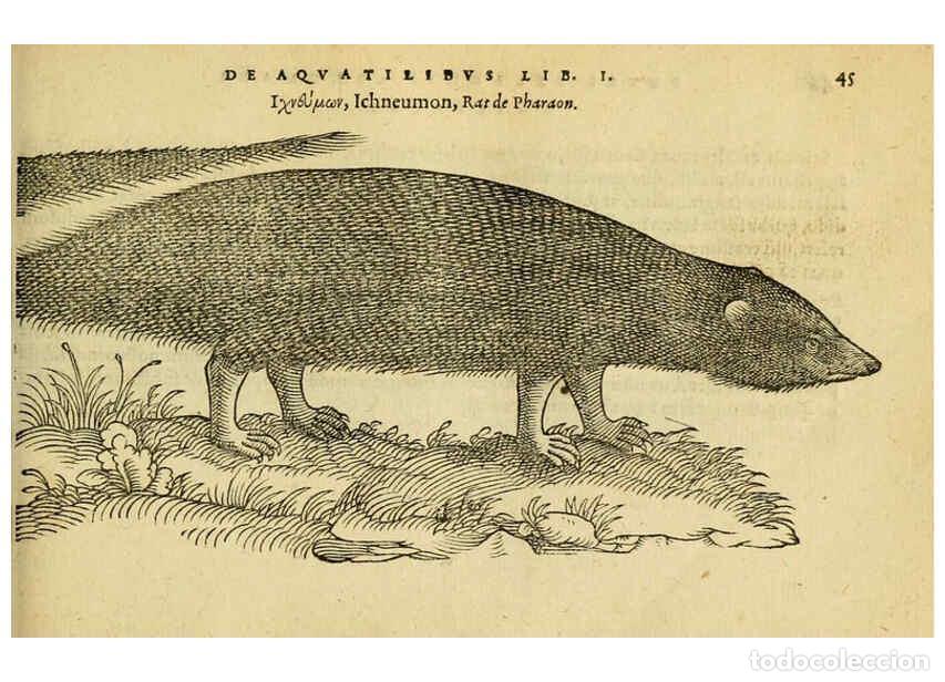 Collection Magazines and Newspapers: Reproducci&oacute;n/Reproduction 6418676421: Petri Bellonii Cenomani De aquatilibus, libri duo cum [epsilon