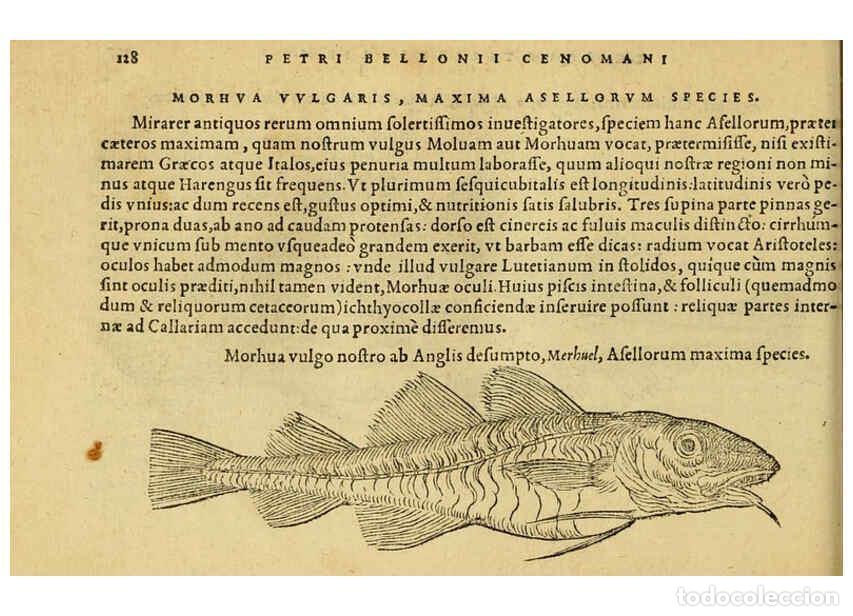 Collection Magazines and Newspapers: Reproducci&oacute;n/Reproduction 6418692235: Petri Bellonii Cenomani De aquatilibus, libri duo cum [epsilon