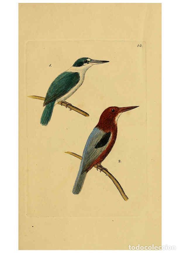 Collection Magazines and Newspapers: Reproducci&oacute;n/Reproduction 6069770734: Kupfertafeln zur Naturgeschichte der V&ouml;gel Frankfurt am Main :