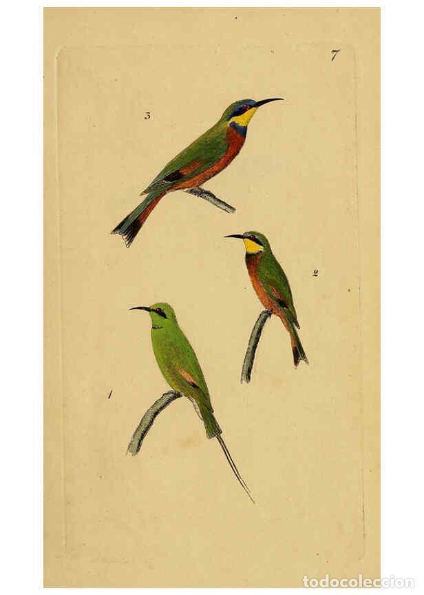 Collection Magazines and Newspapers: Reproducci&oacute;n/Reproduction 6069767446: Kupfertafeln zur Naturgeschichte der V&ouml;gel Frankfurt am Main :