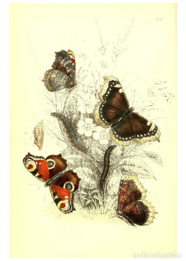 Collection Magazines and Newspapers: Reproducci&oacute;n/Reproduction 6069024453: The genera and species of British butterflies London :T.J. All