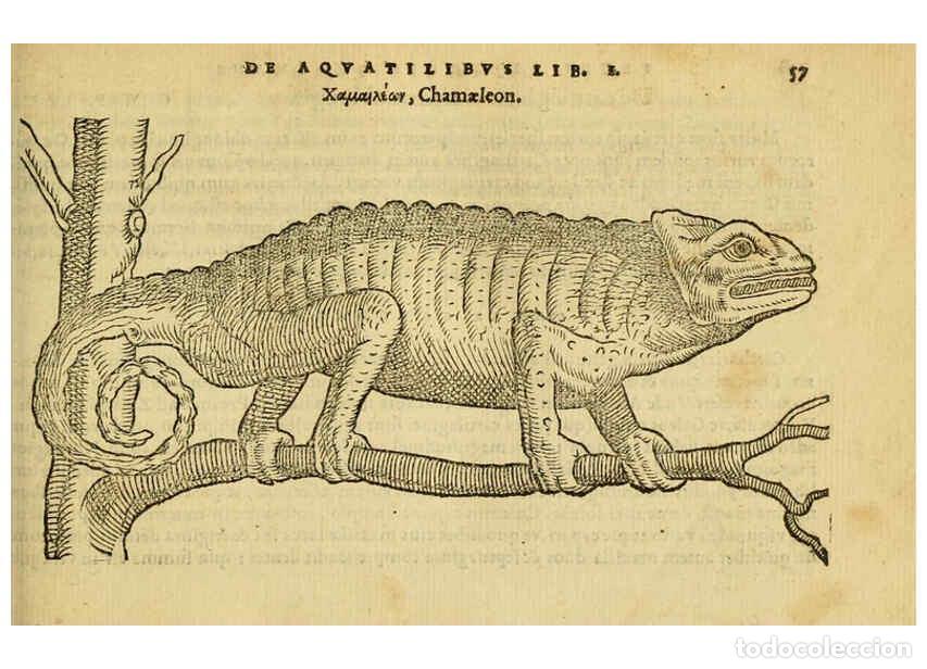 Collection Magazines and Newspapers: Reproducci&oacute;n/Reproduction 6418678331: Petri Bellonii Cenomani De aquatilibus, libri duo cum [epsilon