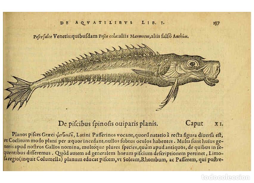 Collection Magazines and Newspapers: Reproducci&oacute;n/Reproduction 6418694165: Petri Bellonii Cenomani De aquatilibus, libri duo cum [epsilon