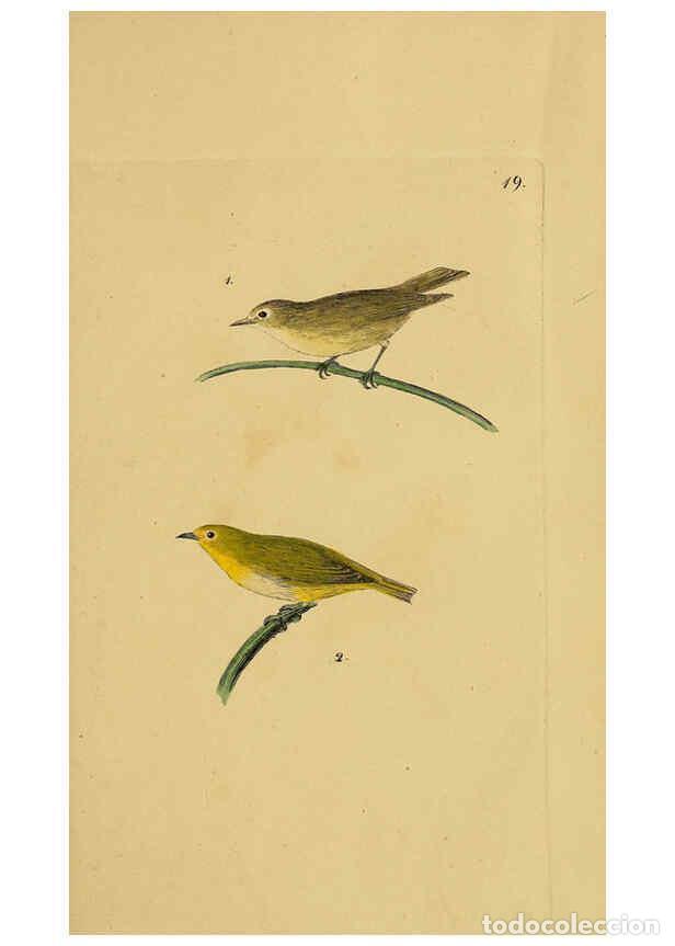 Collection Magazines and Newspapers: Reproducci&oacute;n/Reproduction 6069772492: Kupfertafeln zur Naturgeschichte der V&ouml;gel Frankfurt am Main :