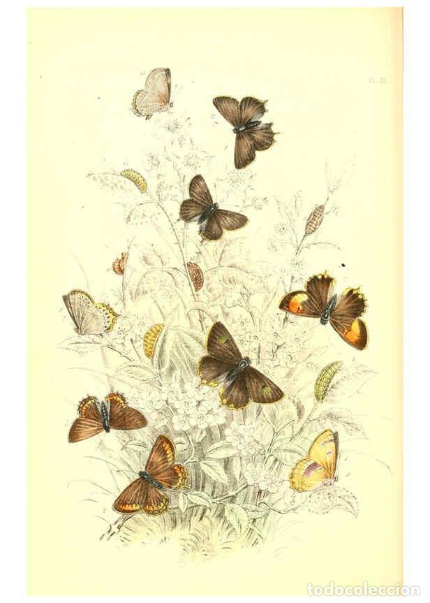 Collection Magazines and Newspapers: Reproducci&oacute;n/Reproduction 6069027545: The genera and species of British butterflies London :T.J. All