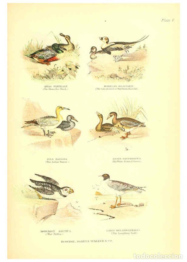 Collection Magazines and Newspapers: Reproducci&oacute;n/Reproduction 6068971873: The living world. v.1. Boston :Samuel Walker & Co.,1868-1870,