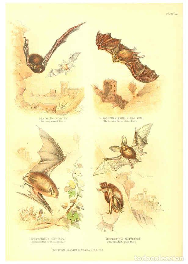 Collection Magazines and Newspapers: Reproducci&oacute;n/Reproduction 6069514988: The living world. v.1. Boston :Samuel Walker & Co.,1868-1870,