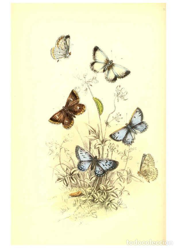 Collection Magazines and Newspapers: Reproducci&oacute;n/Reproduction 6069029211: The genera and species of British butterflies London :T.J. All