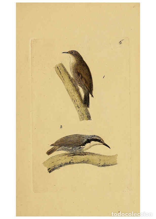 Collection Magazines and Newspapers: Reproducci&oacute;n/Reproduction 6069767074: Kupfertafeln zur Naturgeschichte der V&ouml;gel Frankfurt am Main :