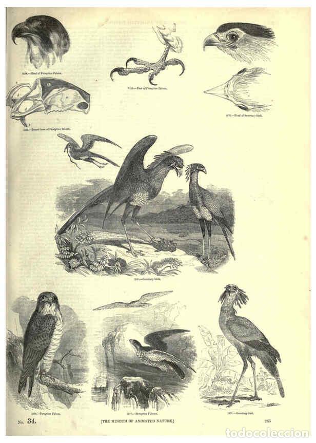 Collection Magazines and Newspapers: Reproducci&oacute;n/Reproduction 6093039172: The pictorial museum of animated nature. v.1. London :C. Cox,[