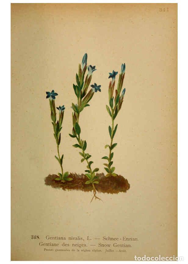 Collection Magazines and Newspapers: Reproducci&oacute;n/Reproduction 6389274053: Atlas de la flora alpine 4. Gen&egrave;ve,Georg & Co.,1899 - Henry Co