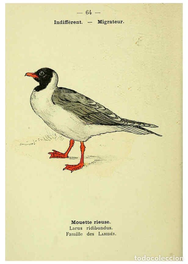 Collection Magazines and Newspapers: Reproducci&oacute;n/Reproduction 6388899875: Atlas de poche des oiseaux de France, Suisse, et Belgique, uti