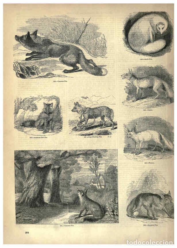 Collection Magazines and Newspapers: Reproducci&oacute;n/Reproduction 6093030700: The pictorial museum of animated nature. v.1. London :C. Cox,[