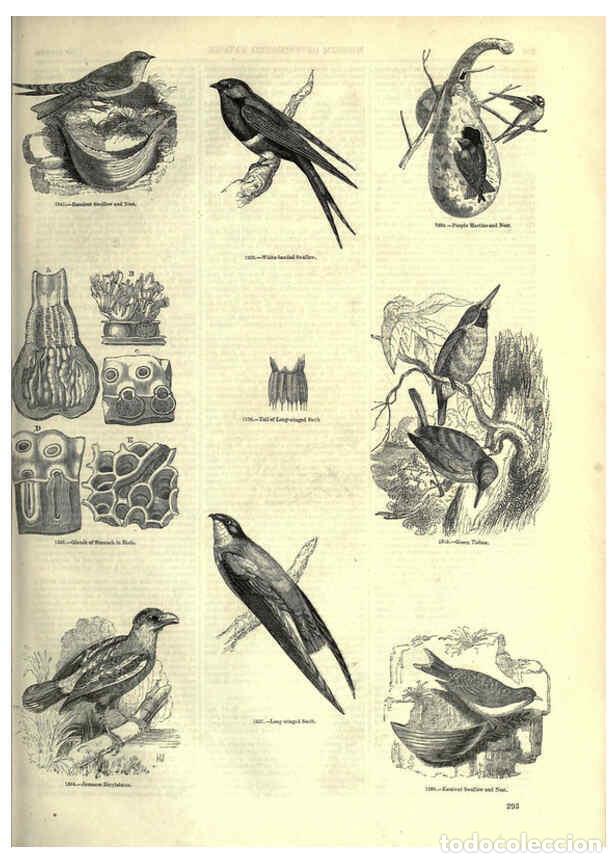 Collection Magazines and Newspapers: Reproducci&oacute;n/Reproduction 6093043250: The pictorial museum of animated nature. v.1. London :C. Cox,[