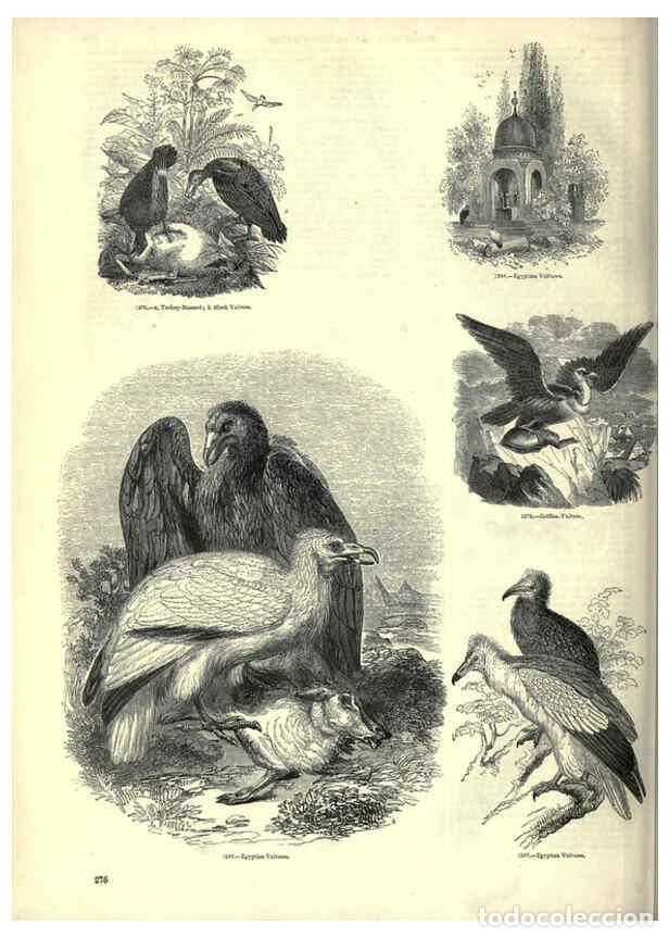 Collection Magazines and Newspapers: Reproducci&oacute;n/Reproduction 6093040502: The pictorial museum of animated nature. v.1. London :C. Cox,[