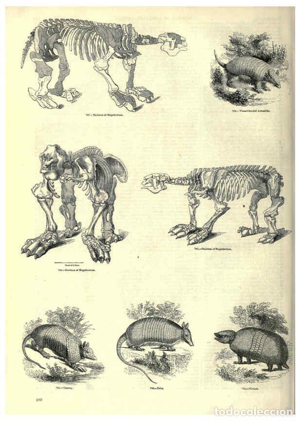 Collection Magazines and Newspapers: Reproducci&oacute;n/Reproduction 6092486827: The pictorial museum of animated nature. v.1. London :C. Cox,[