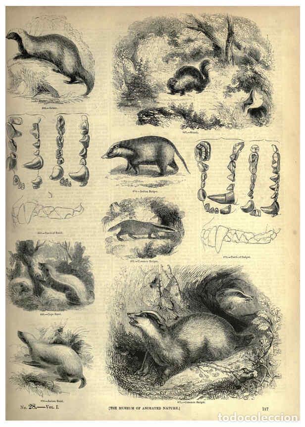 Collection Magazines and Newspapers: Reproducci&oacute;n/Reproduction 6092492191: The pictorial museum of animated nature. v.1. London :C. Cox,[