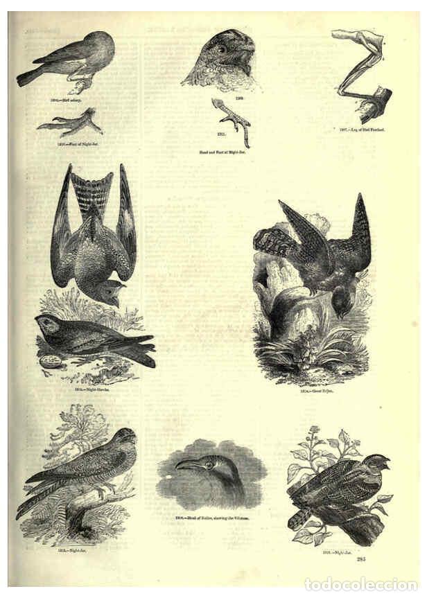 Collection Magazines and Newspapers: Reproducci&oacute;n/Reproduction 6093041896: The pictorial museum of animated nature. v.1. London :C. Cox,[