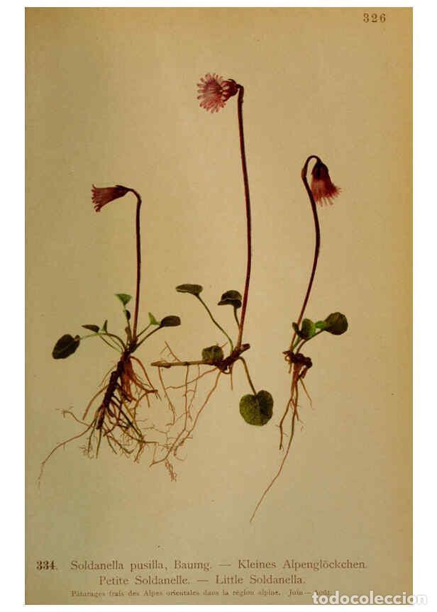 Collection Magazines and Newspapers: Reproducci&oacute;n/Reproduction 6389266373: Atlas de la flora alpine 4. Gen&egrave;ve,Georg & Co.,1899 - Henry Co