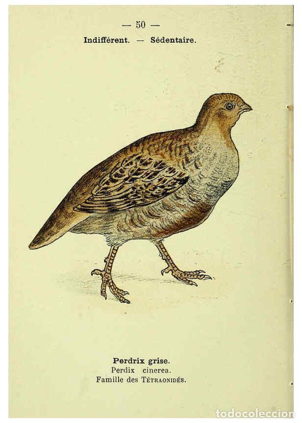 Collection Magazines and Newspapers: Reproducci&oacute;n/Reproduction 6388894145: Atlas de poche des oiseaux de France, Suisse, et Belgique, uti