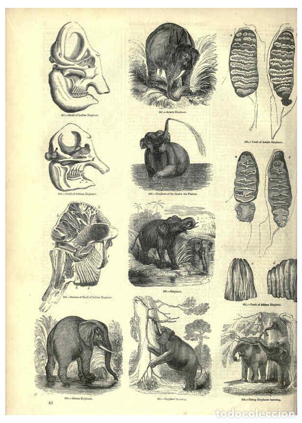 Collection Magazines and Newspapers: Reproducci&oacute;n/Reproduction 6092472683: The pictorial museum of animated nature. v.1. London :C. Cox,[