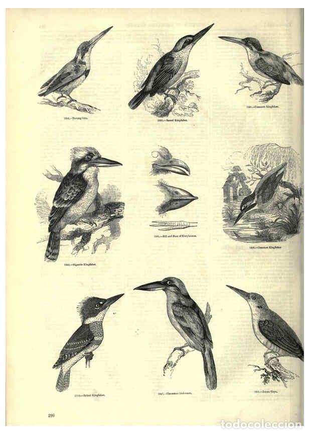 Collection Magazines and Newspapers: Reproducci&oacute;n/Reproduction 6092503809: The pictorial museum of animated nature. v.1. London :C. Cox,[