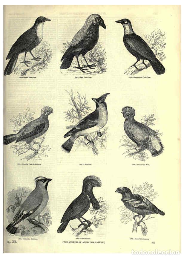 Collection Magazines and Newspapers: Reproducci&oacute;n/Reproduction 6093045460: The pictorial museum of animated nature. v.1. London :C. Cox,[