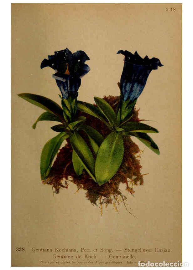 Collection Magazines and Newspapers: Reproducci&oacute;n/Reproduction 6389268857: Atlas de la flora alpine 4. Gen&egrave;ve,Georg & Co.,1899 - Henry Co