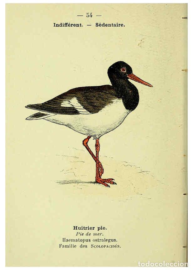 Collection Magazines and Newspapers: Reproducci&oacute;n/Reproduction 6388895831: Atlas de poche des oiseaux de France, Suisse, et Belgique, uti